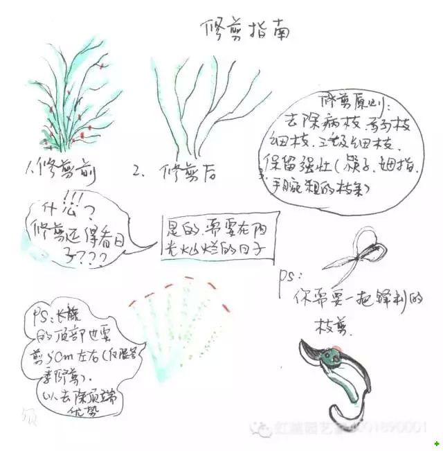 龍沙寶石的種植方法