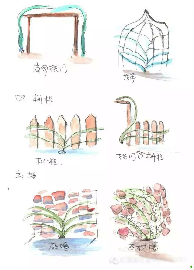 龍沙寶石的種植方法