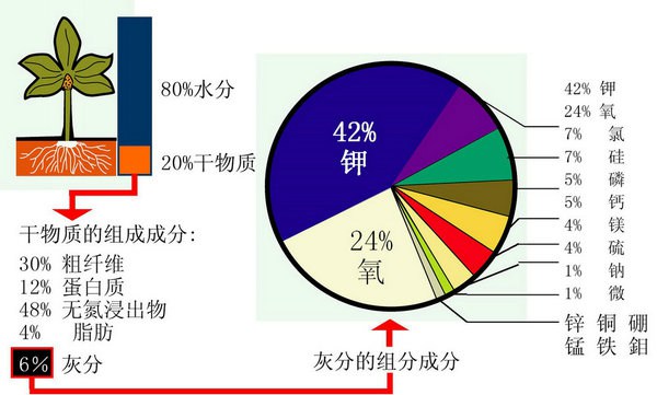 藤本月季對(duì)于各種元素的需求