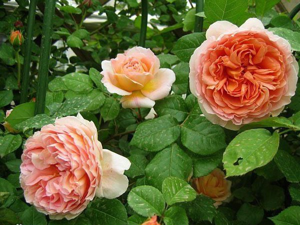 亞伯拉罕·達(dá)比（Abraham Darby）