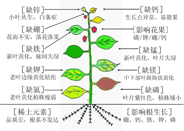 各種微量元素缺少后的表現(xiàn)。