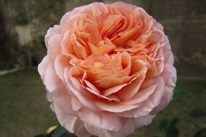 亞伯拉罕·達(dá)比（Abraham Darby）