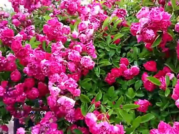 [海棠薔薇]海棠薔薇花期_優(yōu)缺點