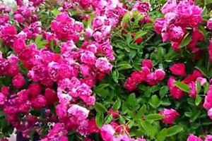 [海棠薔薇]海棠薔薇花期_優(yōu)缺點