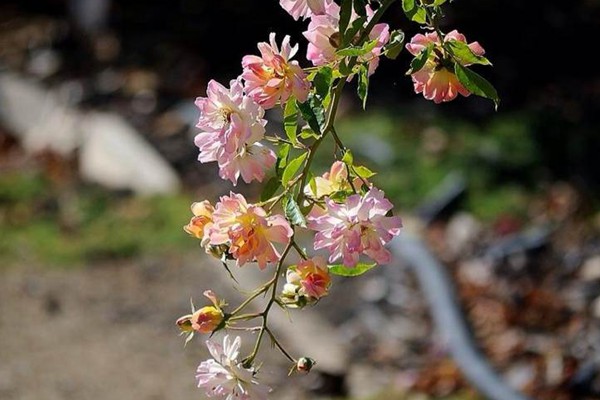 月季花期施什么肥最好