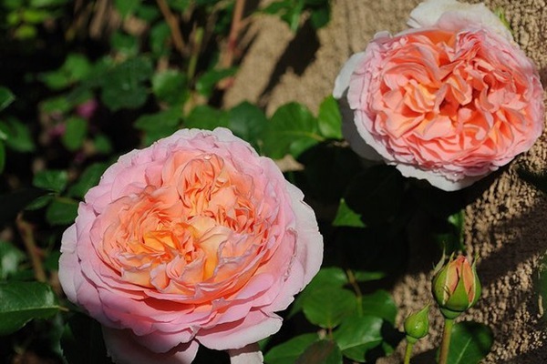 亞伯拉罕·達(dá)比（Abraham Darby）