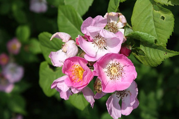 粉團(tuán)薔薇(cathayensis)