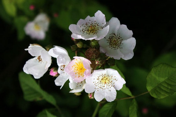 粉團(tuán)薔薇(cathayensis)