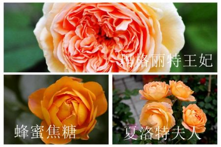 蜂蜜焦糖、夏洛特夫人和瑪格麗特王妃的區(qū)別