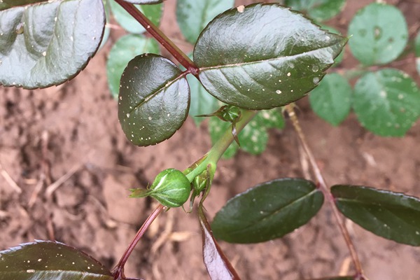 月季小苗上的花苞要不要摘？