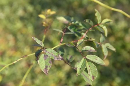 夏季月季黑斑病高發(fā)期，花友要注意防治！