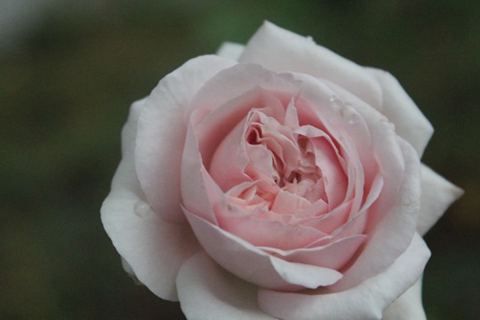 伊芙芳香噴泉Fontaine