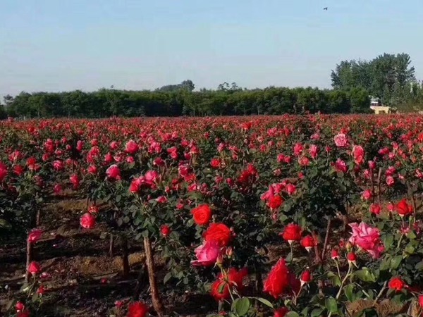 最新的樹狀月季價格_基地直銷價格表