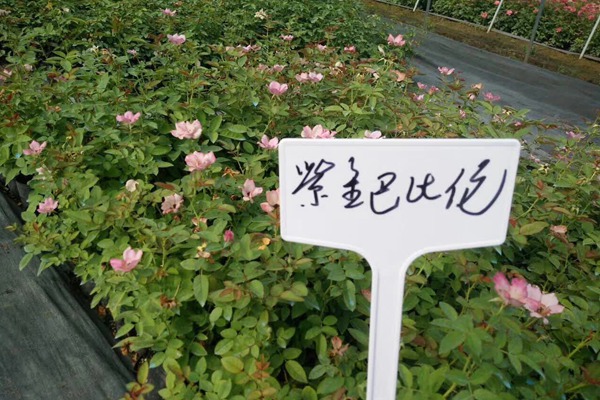 江蘇沭陽(yáng)月季花苗批發(fā)零售價(jià)格