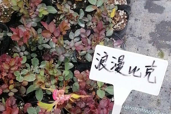 盆栽月季花苗批發(fā)零售價格