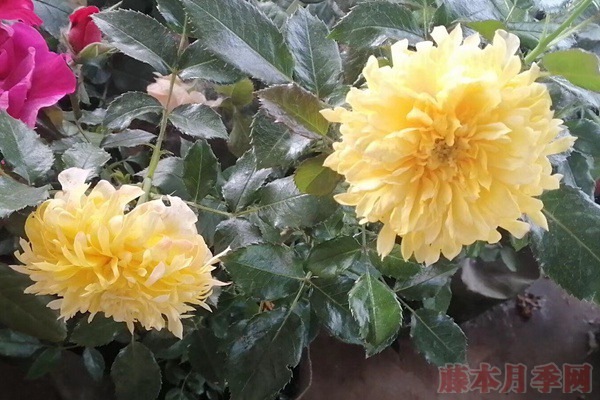 煙花波浪