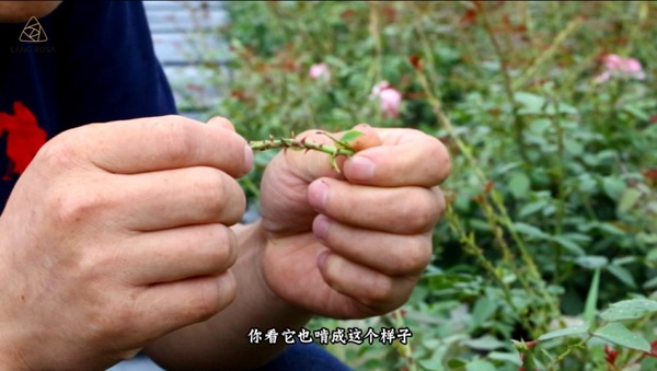 初夏吸花要當心，你聞到的可能不是花香，而是薊馬