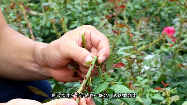 初夏吸花要當心，你聞到的可能不是花香，而是薊馬