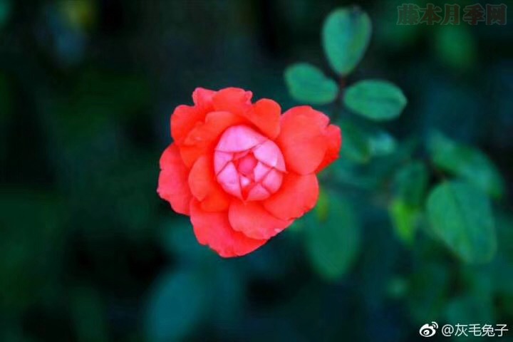 花友灰毛兔子的月季花園圖賞