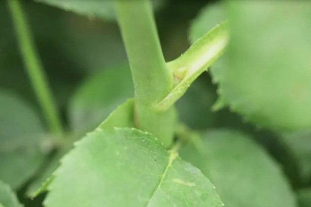 樹狀月季春季花后修剪方法