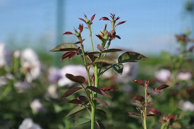 樹狀月季春季花后修剪方法