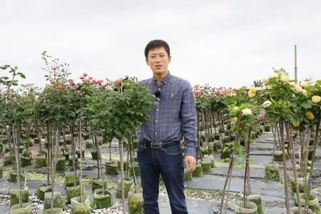 復花全靠剪，樹狀月季春季花后修剪攻略