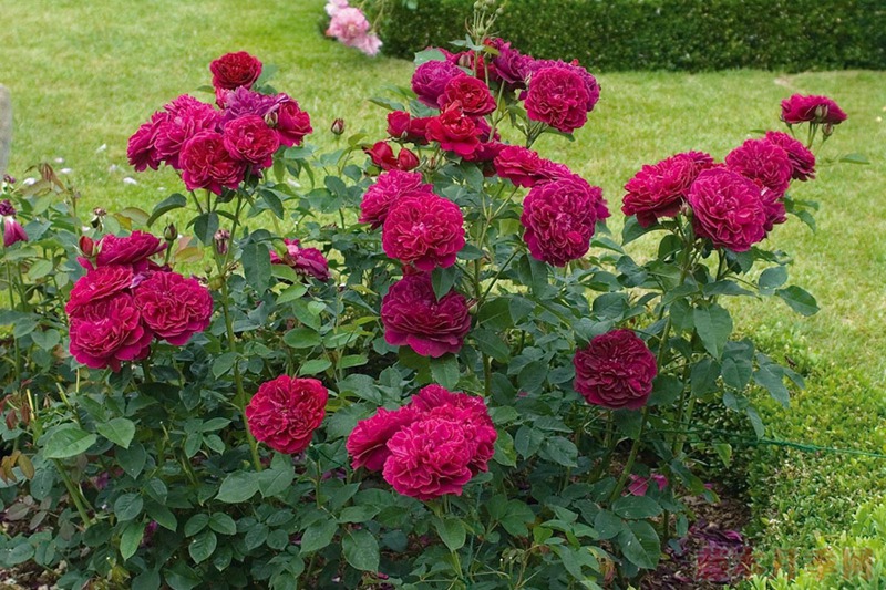 達(dá)西布塞爾 Darcey Bussell