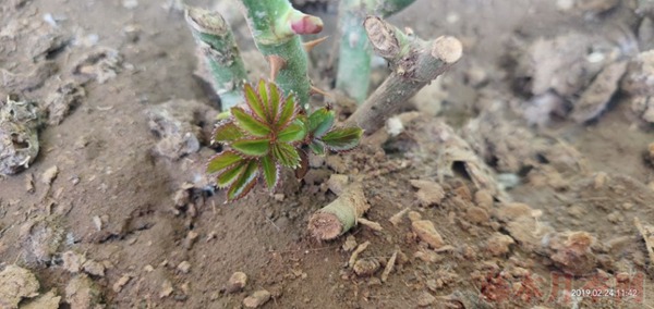 月季小白購買種植初體驗