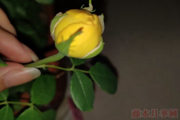 月季小白購(gòu)買(mǎi)種植初體驗(yàn)(三)——黃金慶典初花