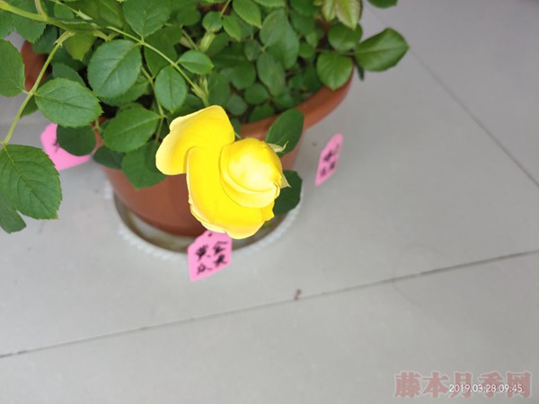 月季小白購(gòu)買(mǎi)種植初體驗(yàn)(三)——黃金慶典初花