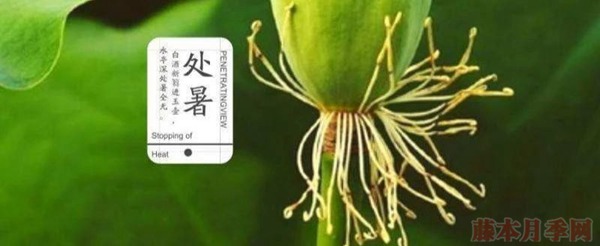 種月季要學(xué)會用修剪來控制開花時間