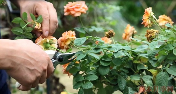 種月季要學(xué)會用修剪來控制開花時間