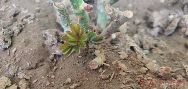 月季小白購買種植初體驗(yàn)(一)——買苗被騙