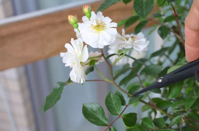 陽臺種植藤本月季花柱，從零開始打造實錄