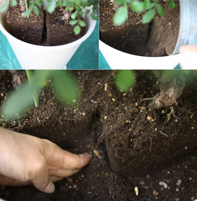 陽臺種植藤本月季花柱，從零開始打造實錄