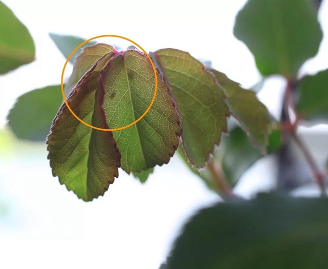 陽臺種植藤本月季花柱，從零開始打造實錄