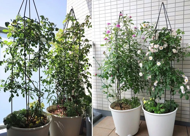 陽臺種植藤本月季花柱，從零開始打造實錄