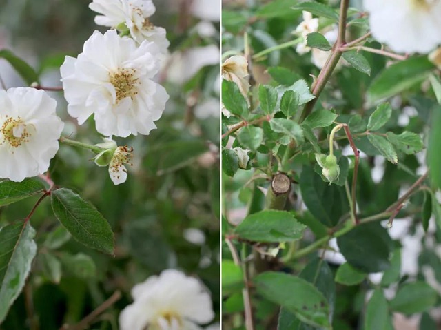 陽臺種植藤本月季花柱，從零開始打造實錄