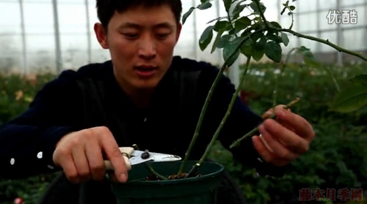 大花月季,豐花月季,微型月季的冬季修剪