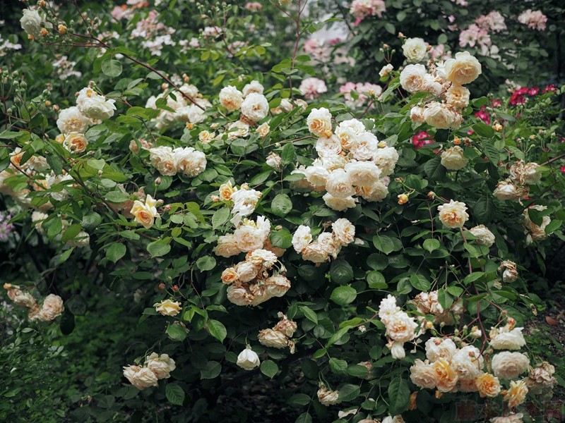 月季黑斑、紅蜘蛛、白粉病的日常防治技巧