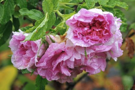 圖解！玫瑰Rosa Rugosa及雜交玫瑰系列Hybrid Rugosa介紹