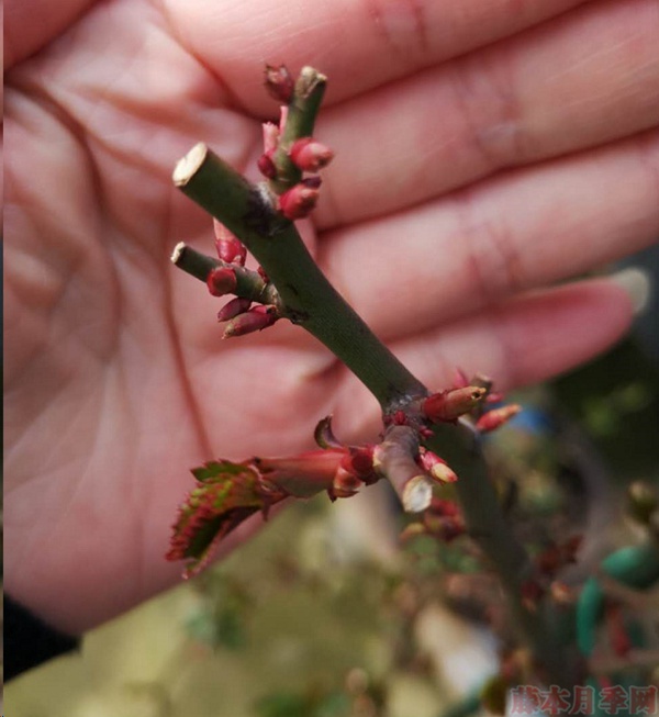 月季怎樣抹芽？這幾類(lèi)芽一定要抹掉！