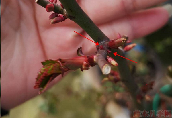 月季怎樣抹芽？這幾類(lèi)芽一定要抹掉！