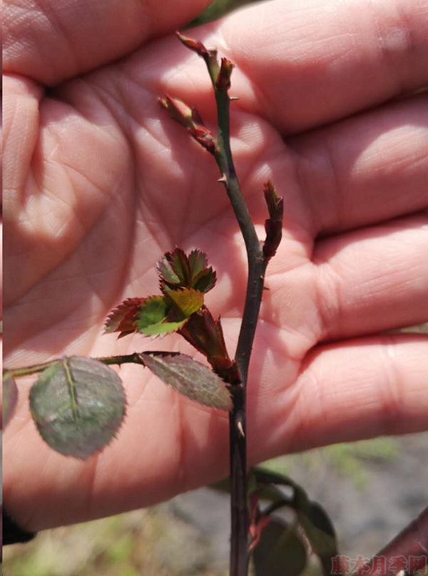 月季怎樣抹芽？這幾類(lèi)芽一定要抹掉！