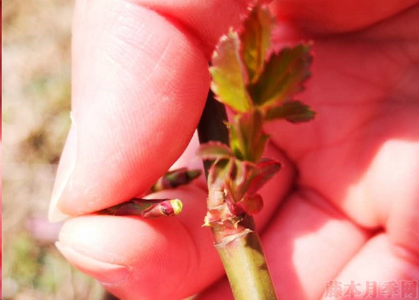 月季怎樣抹芽？這幾類(lèi)芽一定要抹掉！