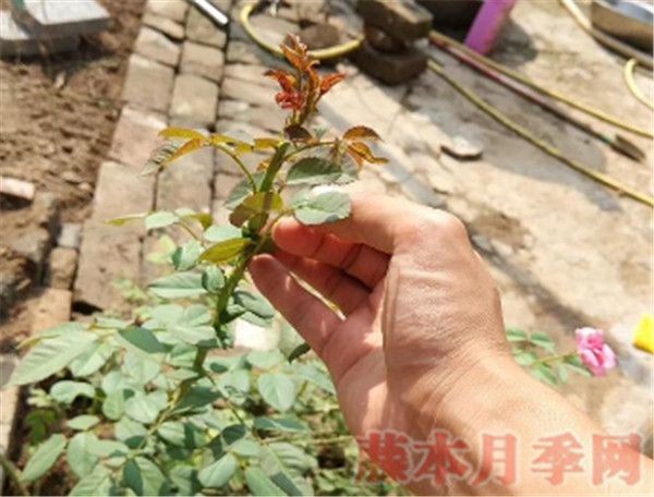 10個花友9個問，牙簽苗怎么才能開爆盆？