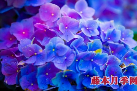 繡球能開(kāi)多少花？數(shù)數(shù)頂部就知道了