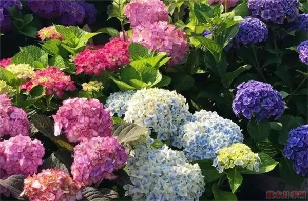 繡球花為什么會變色 繡球花變色的原理是什么