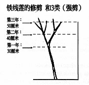 第三類修剪方式（強剪）： 強度修剪，保留2至3對芽的高度 （約20-50厘米）。