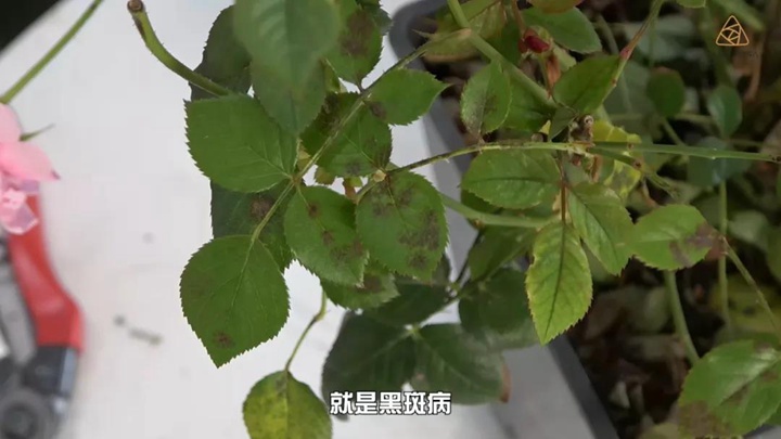 6月白粉病,黑斑病,紅蜘蛛高發(fā)期，如何來進行防治？